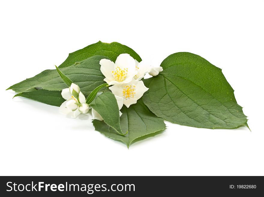 Jasmine flowers on a white background