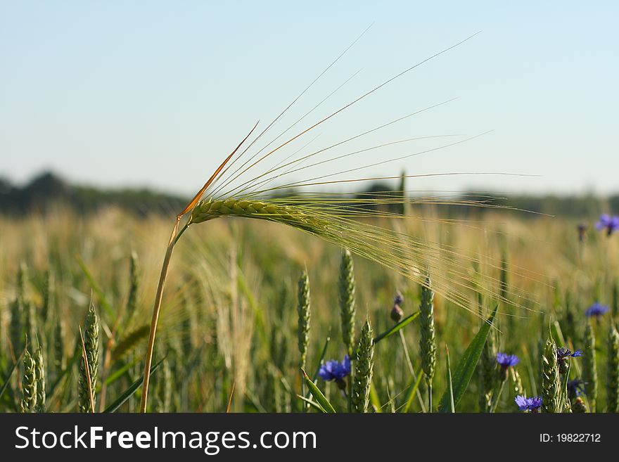 A field of wheat, cereal species. A field of wheat, cereal species