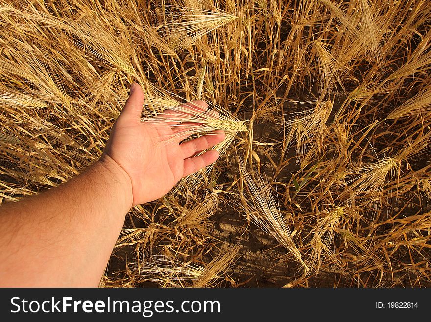Wheat germ, a good crop of wheat. Wheat germ, a good crop of wheat