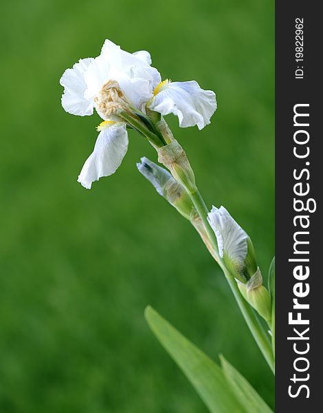 White iris in the homegarden.