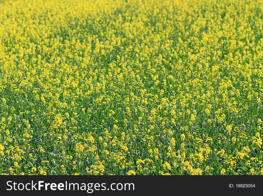 Flowers of oil rape in field. Flowers of oil rape in field.