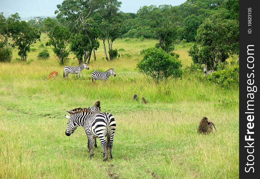Animals on the plains of the masai mara. Animals on the plains of the masai mara