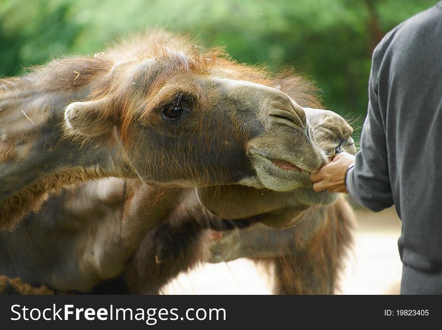 Bactrian camel (Camelus ferus Camelus bactrianus also;) is a large mammal, a critically endangered in nature and together with jednohrbÃ½m camel (Camelus dromedarius), the sole representative of the genus camel (Camelus), we classify it in the camel family. Bactrian camel (Camelus ferus Camelus bactrianus also;) is a large mammal, a critically endangered in nature and together with jednohrbÃ½m camel (Camelus dromedarius), the sole representative of the genus camel (Camelus), we classify it in the camel family