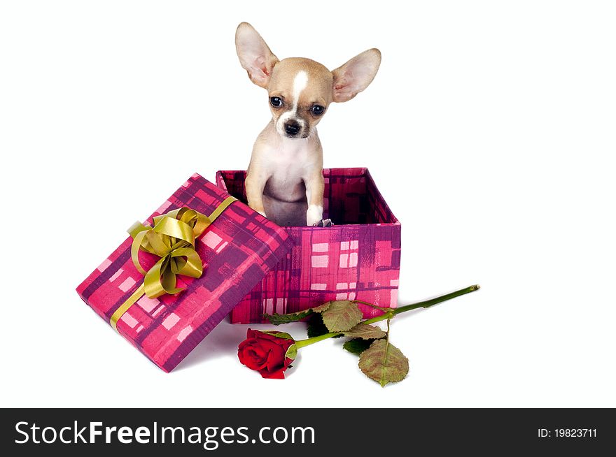 Sweet chihuahua puppy present in gift box with red rose. Sweet chihuahua puppy present in gift box with red rose.