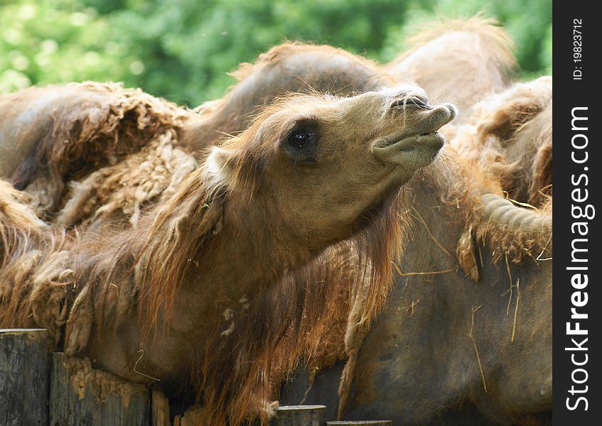 Bactrian camel (Camelus ferus Camelus bactrianus also;) is a large mammal, a critically endangered in nature and together with camel (Camelus dromedarius), the sole representative of the genus camel (Camelus), we classify it in the camel family. Bactrian camel (Camelus ferus Camelus bactrianus also;) is a large mammal, a critically endangered in nature and together with camel (Camelus dromedarius), the sole representative of the genus camel (Camelus), we classify it in the camel family