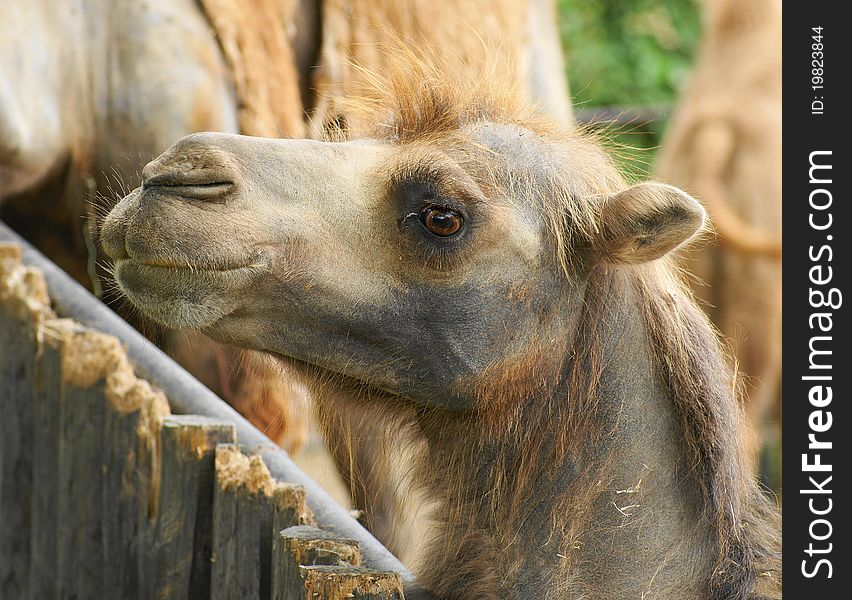 Bactrian camel (Camelus ferus Camelus bactrianus also;) is a large mammal, a critically endangered in nature and together with camel (Camelus dromedarius), the sole representative of the genus camel (Camelus), we classify it in the camel family