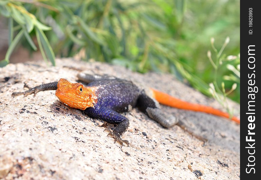 An agama is any one of the various small, long-tailed, insect-eating lizards. An agama is any one of the various small, long-tailed, insect-eating lizards.