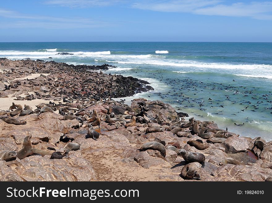 Colony of seals in Namibia seacoast, Cape cross location. Colony of seals in Namibia seacoast, Cape cross location.