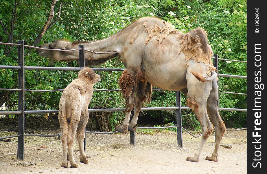 Bactrian camel (Camelus ferus Camelus bactrianus also;) is a large mammal, a critically endangered in nature and together with camel (Camelus dromedarius), the sole representative of the genus camel (Camelus), we classify it in the camel family