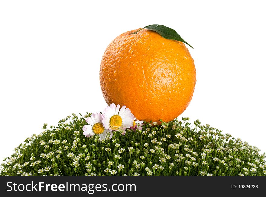 Fresh orange on green grass isolated on a white background