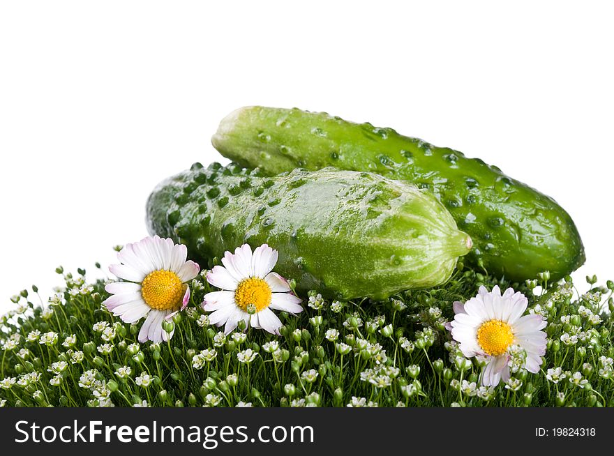 Fresh cucumber on a green grass isolated on a white background