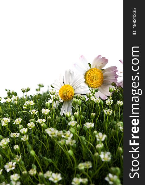 Chamomile on a green grass isolated on a white background