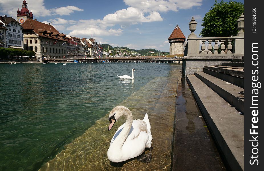 A swan on the Reuss River flowing out from Lake Lucerne in the old part of the city of Lucerne, Switzerland. The famous Chapel Bridge is in the back.