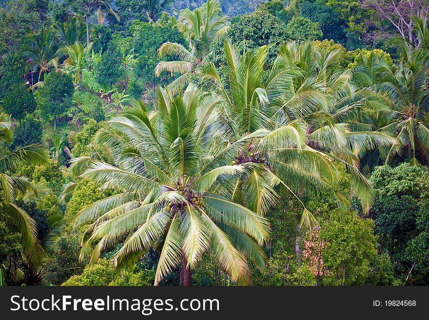 Palms and jungles inside island, Bali, Indonesia