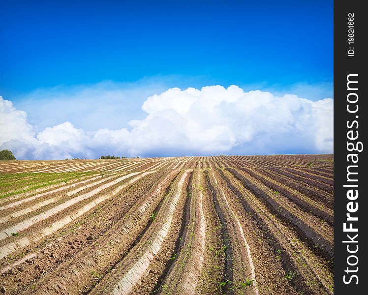 Green field Landscape on sunny day in summer