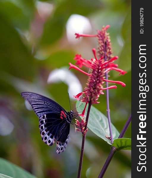 Big Machaon butterfly, Bali, Indonesia. Big Machaon butterfly, Bali, Indonesia