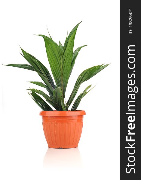 Healthy young oil palm tree in vase