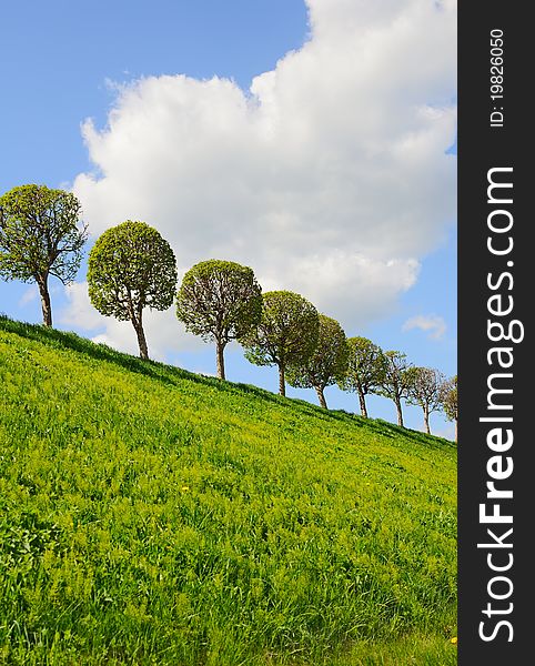 Row of the trees - beautiful summer background