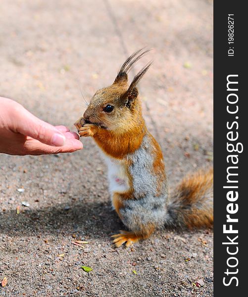 Help the weak - the human hand and Squirrel