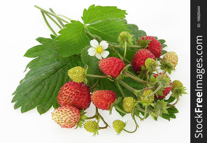 Bunch of forest strawberries with bloom and leaves. Bunch of forest strawberries with bloom and leaves