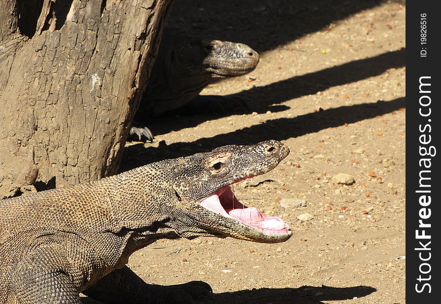 Photo of a Komodo dragon with its mouth wide open in Indonesia. Photo of a Komodo dragon with its mouth wide open in Indonesia.