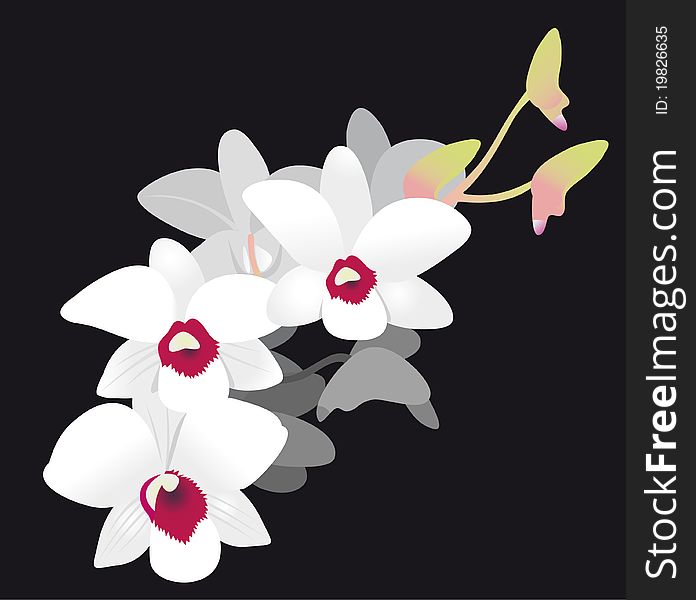 White Orchid. Vector Illustration isolated on black background
