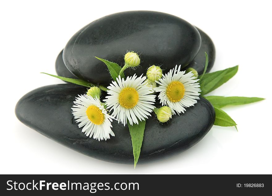Chamomiles with pebbles on a white background