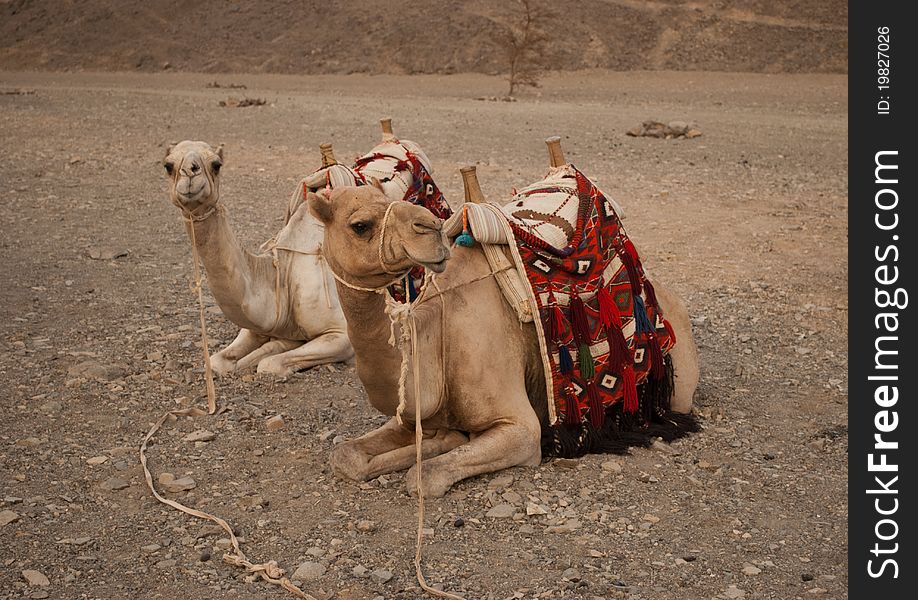 Lazy camels in stone desert take a rest