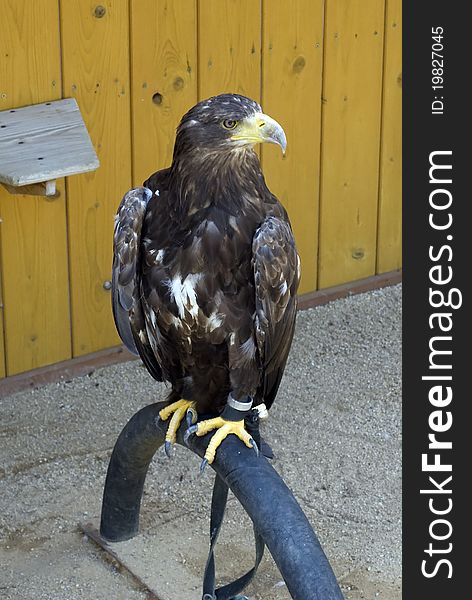 Eagle in ZOO Jihlava, Czech Republic