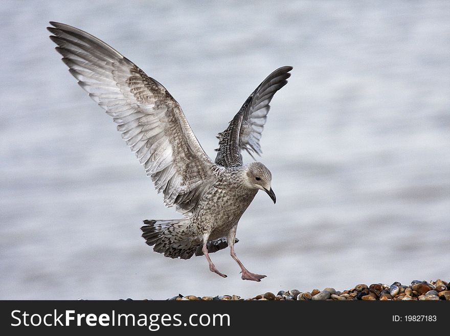 Seagull coming into land onto a beach full of pebbles. Seagull coming into land onto a beach full of pebbles