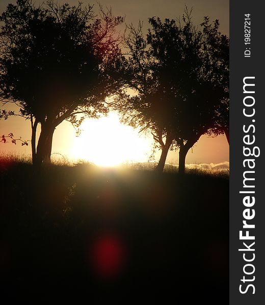 Sunset Between Orchard Trees Special Image