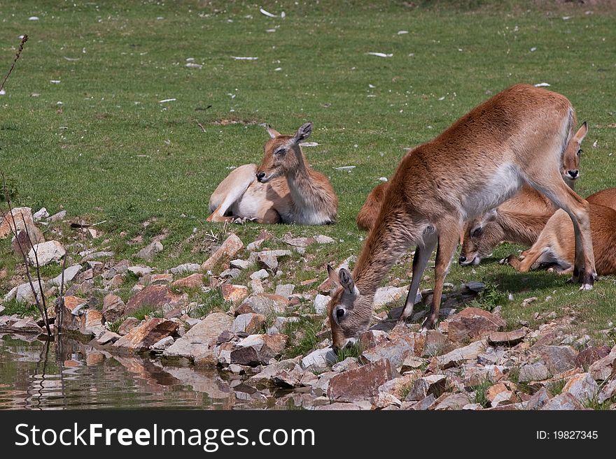 Lechwe (Kobus leche) antelopes near water source