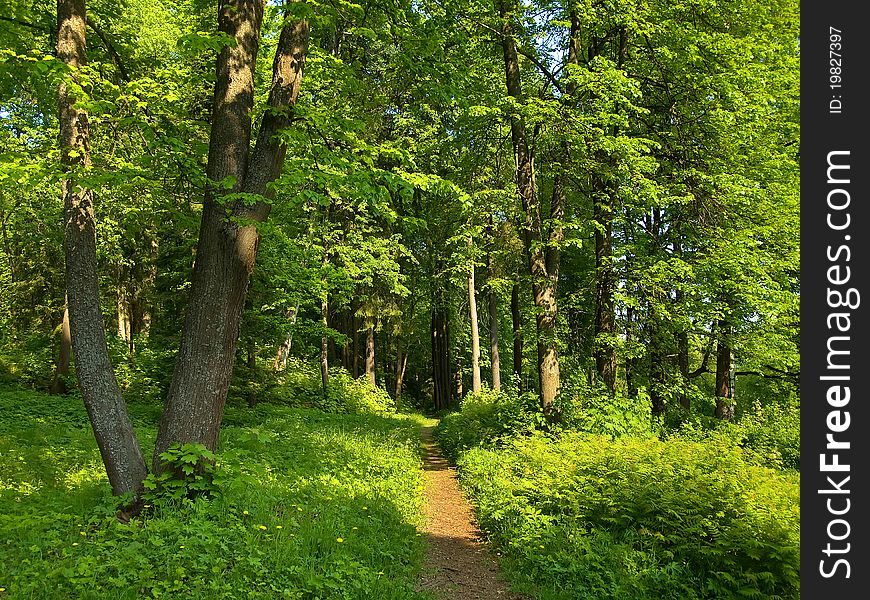 Shady alley in the park on summer day