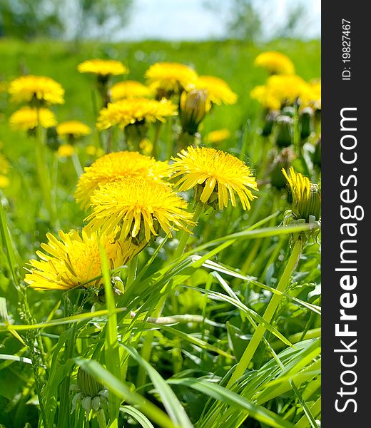 Summer meadow with yellow dandelions closeup view