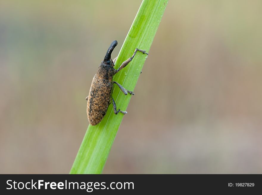 Macro of a Lixus angustatus