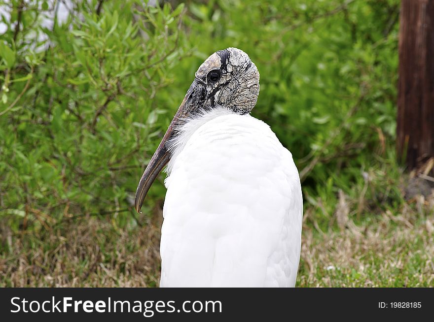 A Florida Wood Stork
