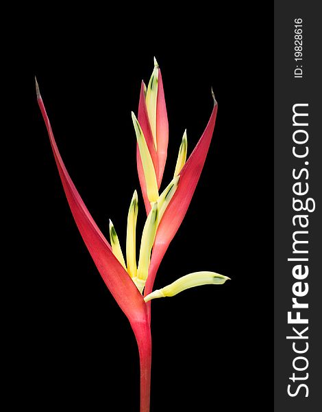 Tropical Heliconia flower isolated on black