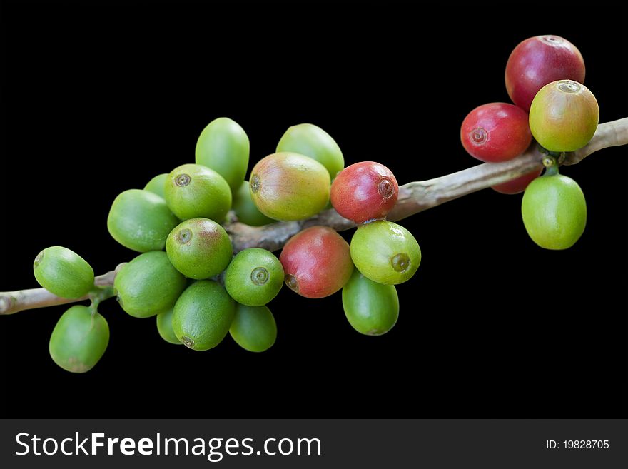 Coffee beans isolated on black