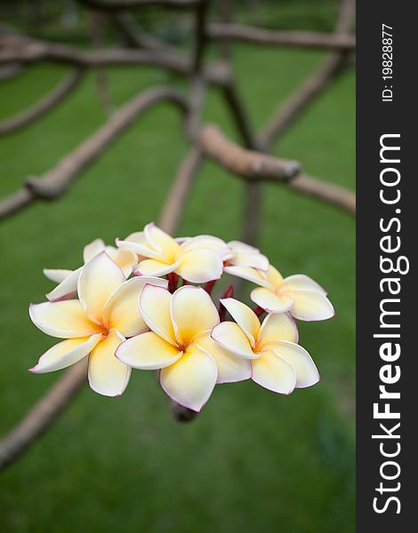 Close-up of Plumeria flowers on plant