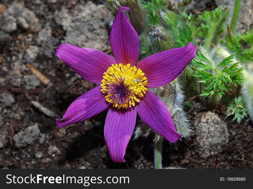 Great view of Pasque flower color purple in spring. Great view of Pasque flower color purple in spring