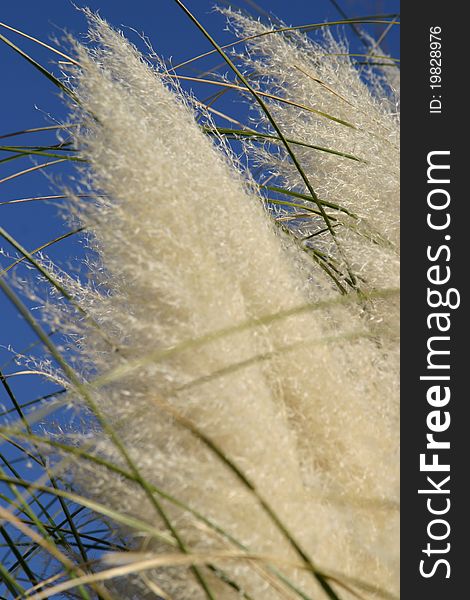 A close up of wild grass in the wind