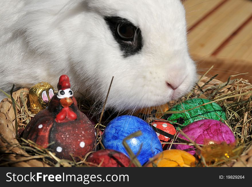 Feature photo easter with easter eggs and white bunny