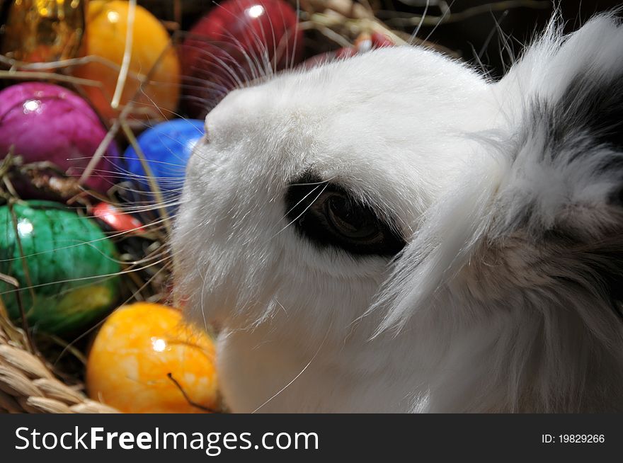 Feature photo easter with easter eggs and white bunny