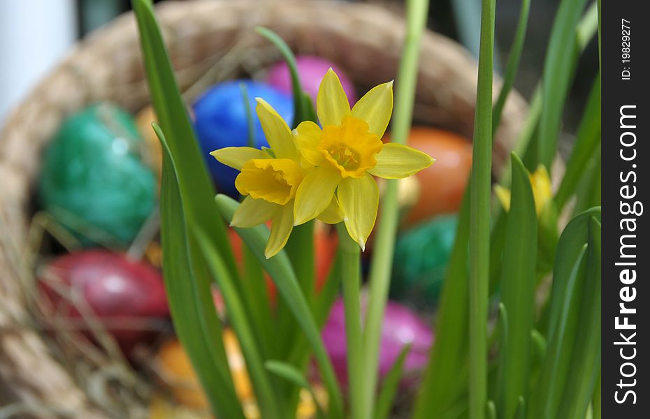 Feature photo easter with easter eggs and daffodil