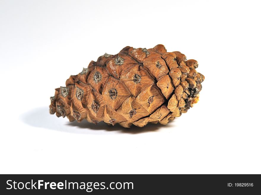 Great view of a young brown pine cones