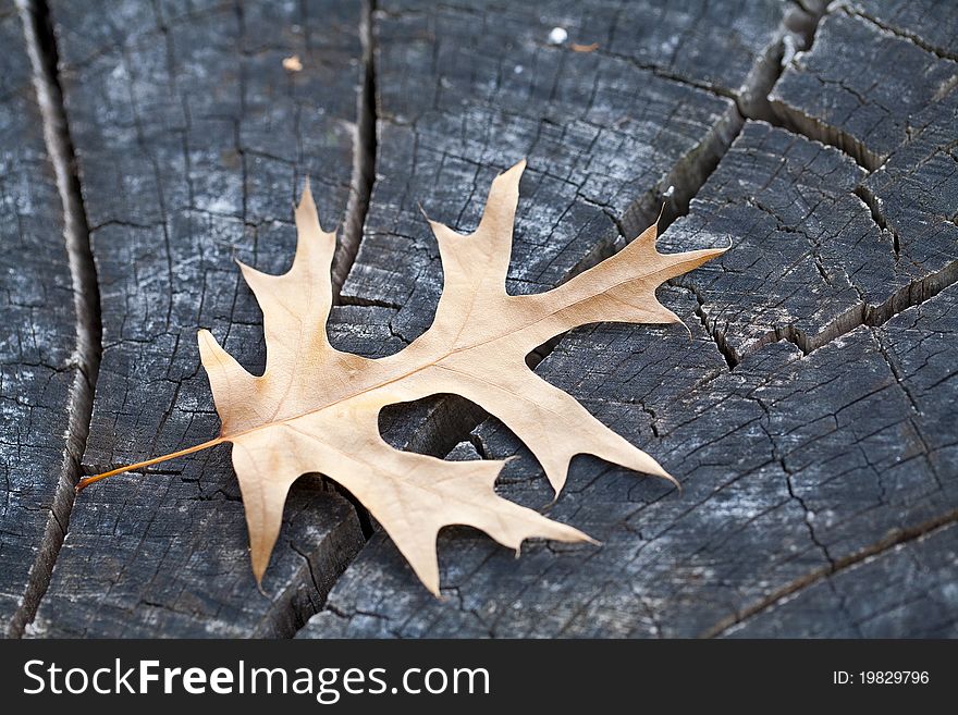 Autumn Leave over wooden backgound