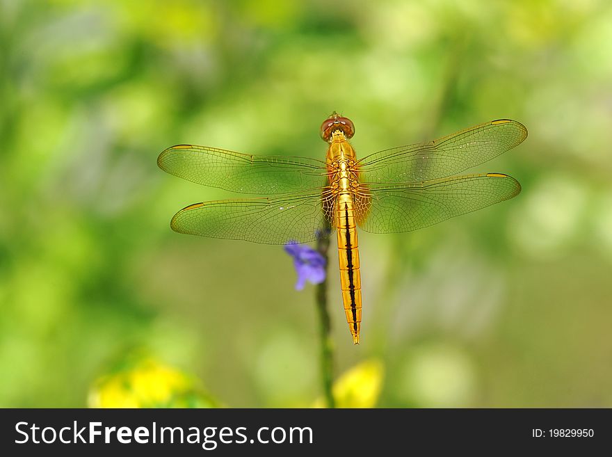 Yellow Dragonfly On A Perch In The Garden With Spread Wings