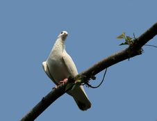 A White Dove Of Peace Royalty Free Stock Image