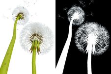 3d Dandelions Stock Photography 3d Dandelions Stock Photography