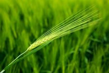 Wheat Field Closeup Stock Image Wheat Field Closeup Stock Image